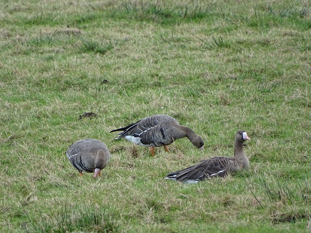 位日本天才 位日本天才